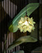 Capiz Pendant Lamp-DWHOME