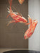 Crimson Swirl Koi Chandelier - Vakkerlight