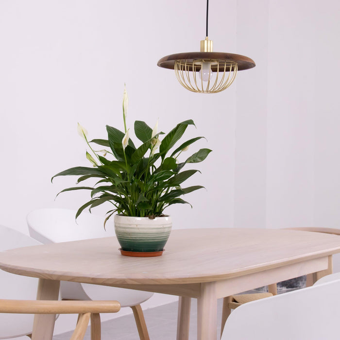 Kasa Pendant Lamp-DWHOME