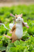 Squirrel Table Lamp-DWHOME