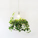 Hanging Plant Cage Pendant Light.